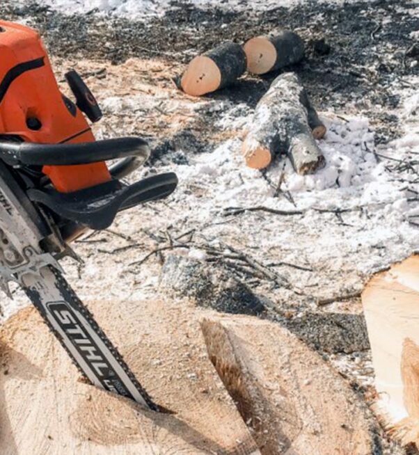 Pielęgnacja drzew i cięcia sanitarne