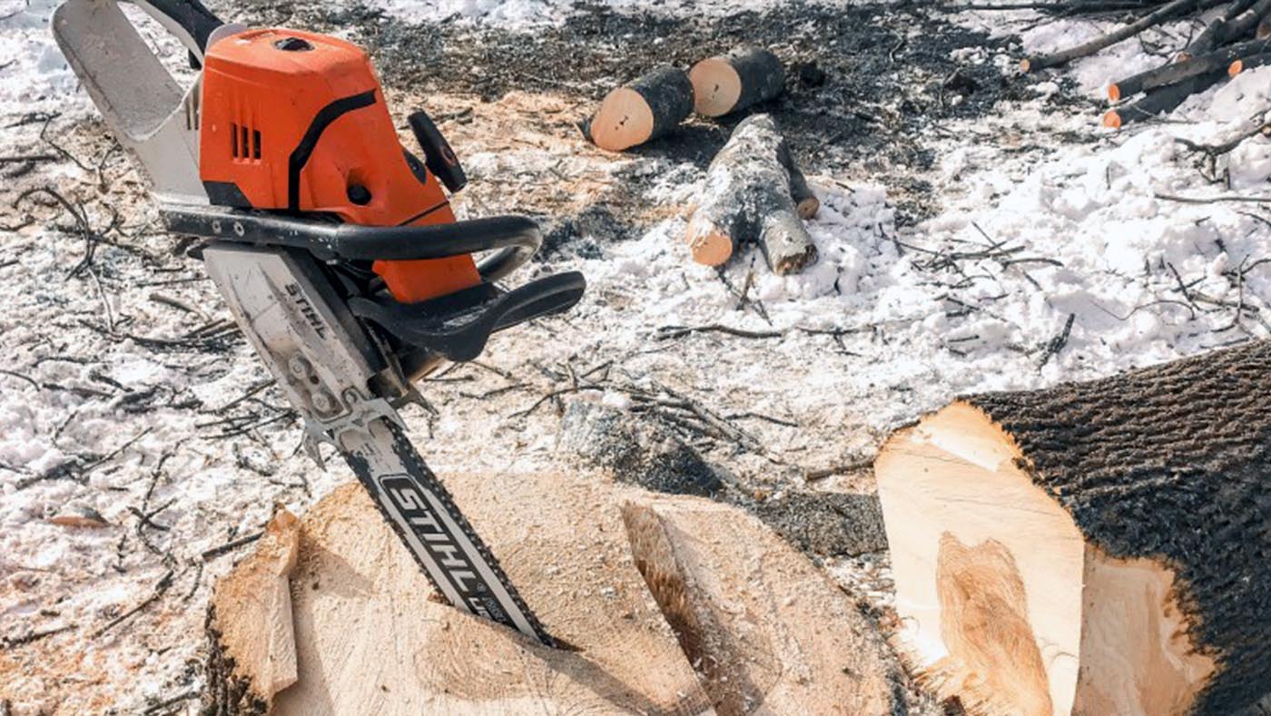 Pielęgnacja drzew i cięcia sanitarne