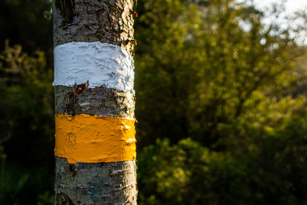 Inwentaryzacja dendrologiczna - co obejmuje