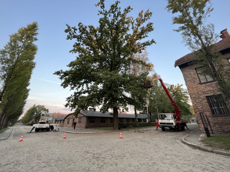 Pielęgnacja drzew w szpitalnym miniparku