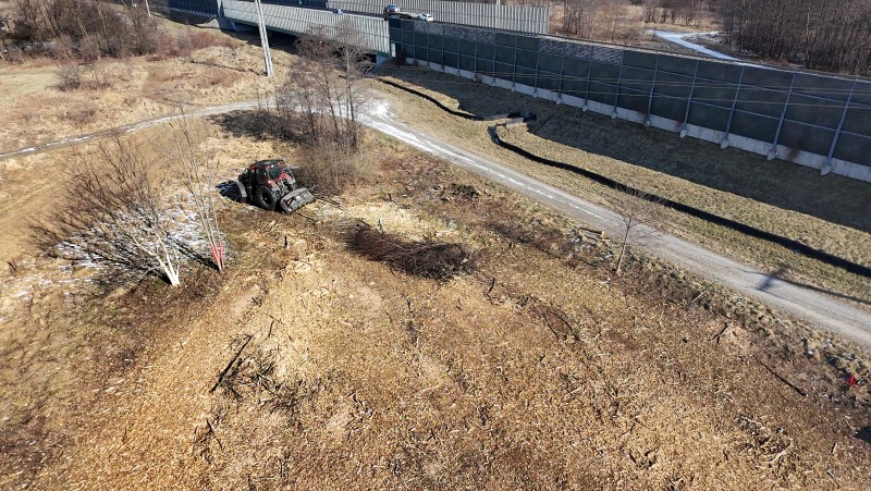 Kiedy można wycinać drzewa