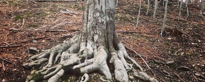 9B26D3C0-D63F-4434-A446-BDC25E93924B